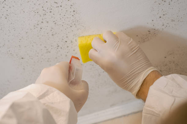 Best Mold Odor Removal Services  in Martin, TN